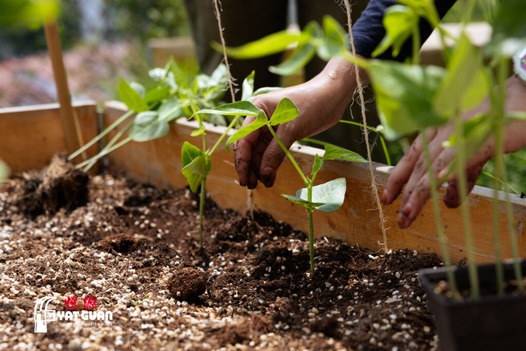 Yat Guan recycled pallet collars used in gardening