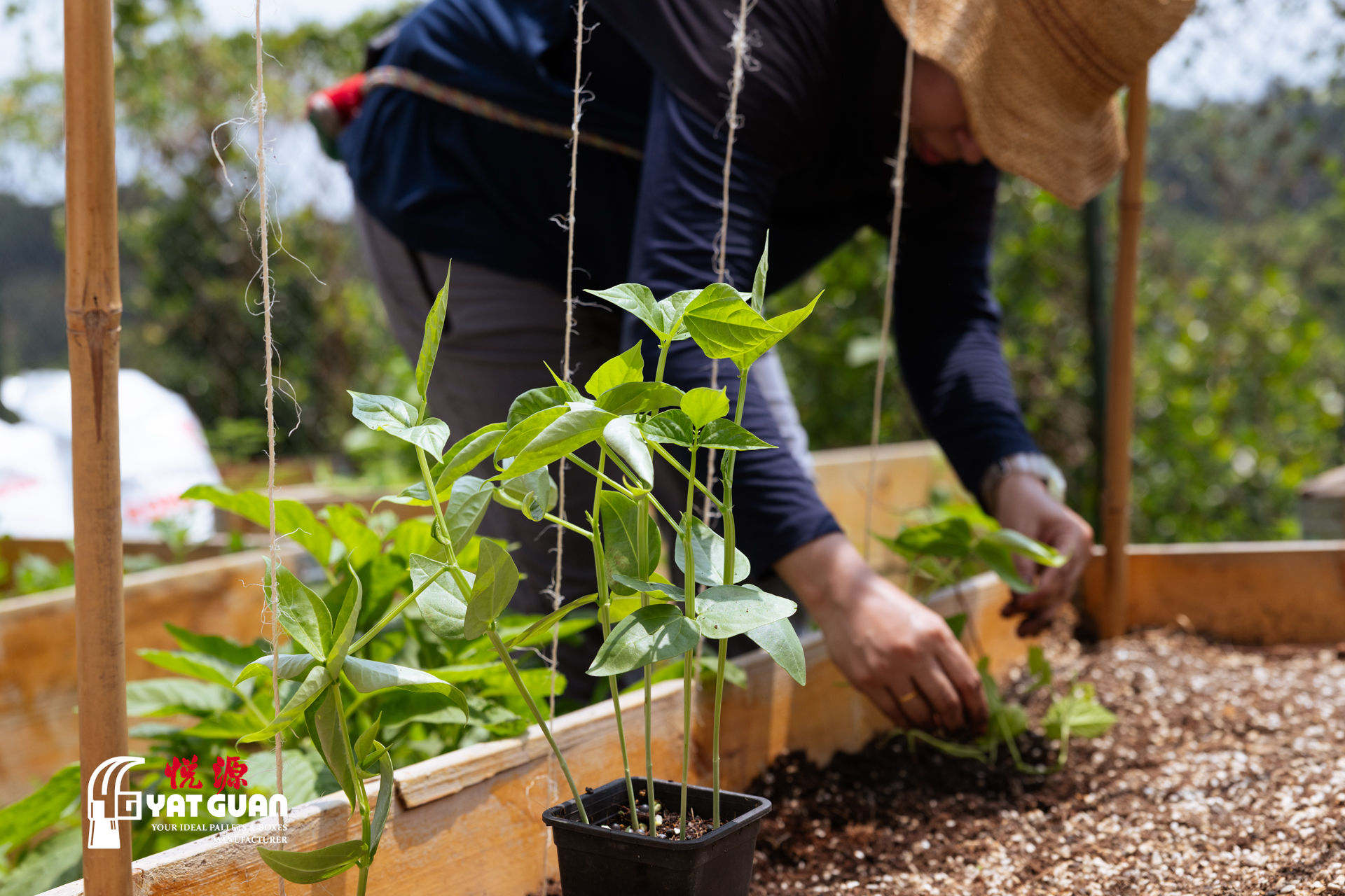 Yat Guan recycled pallet collars used in gardening